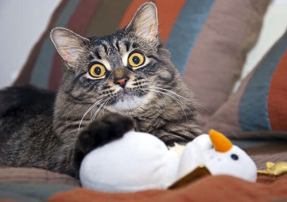 AC米兰-中国女篮防守反击成为制胜法宝,中国女篮真棒 第2张 AC米兰-中国女篮防守反击成为制胜法宝,中国女篮真棒 第2张