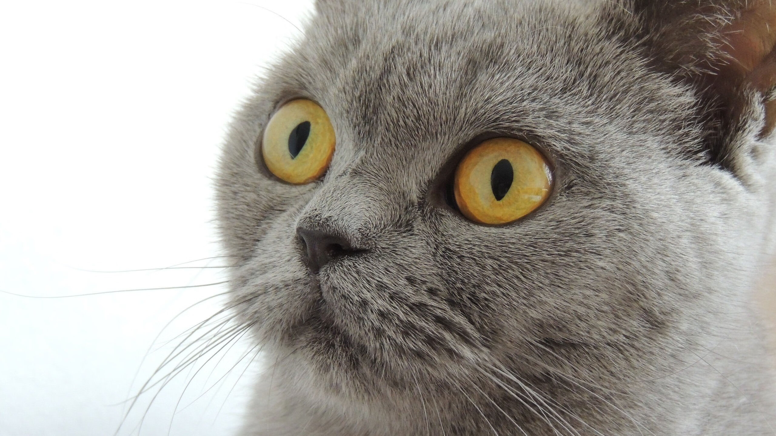 米兰登录入口-德国队的赛制适应与调整：国际乒联混合团体世界杯全解析，德国乒乓球世锦赛