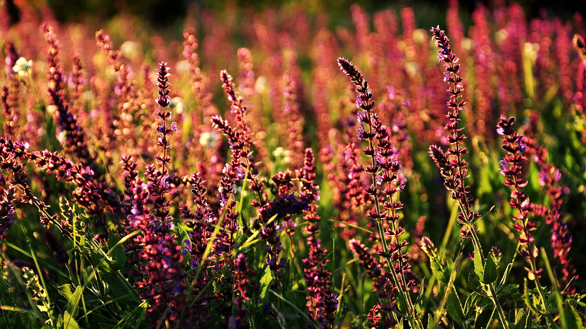 -足球文化建设缺乏长远规划，足球文化的重要性