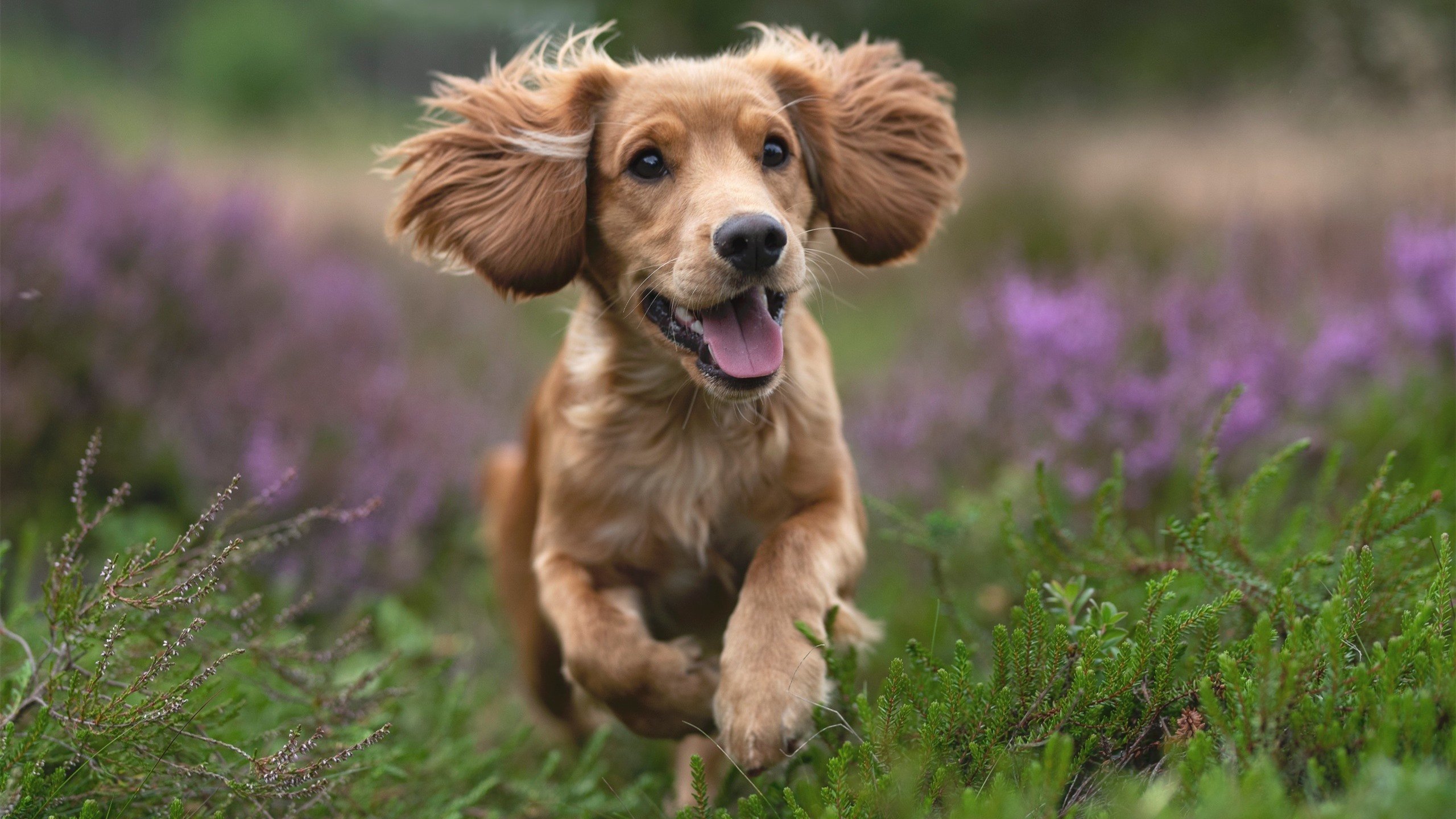 MILANSPORT入口-后程冲刺爆发力显著增强，后程发力成语