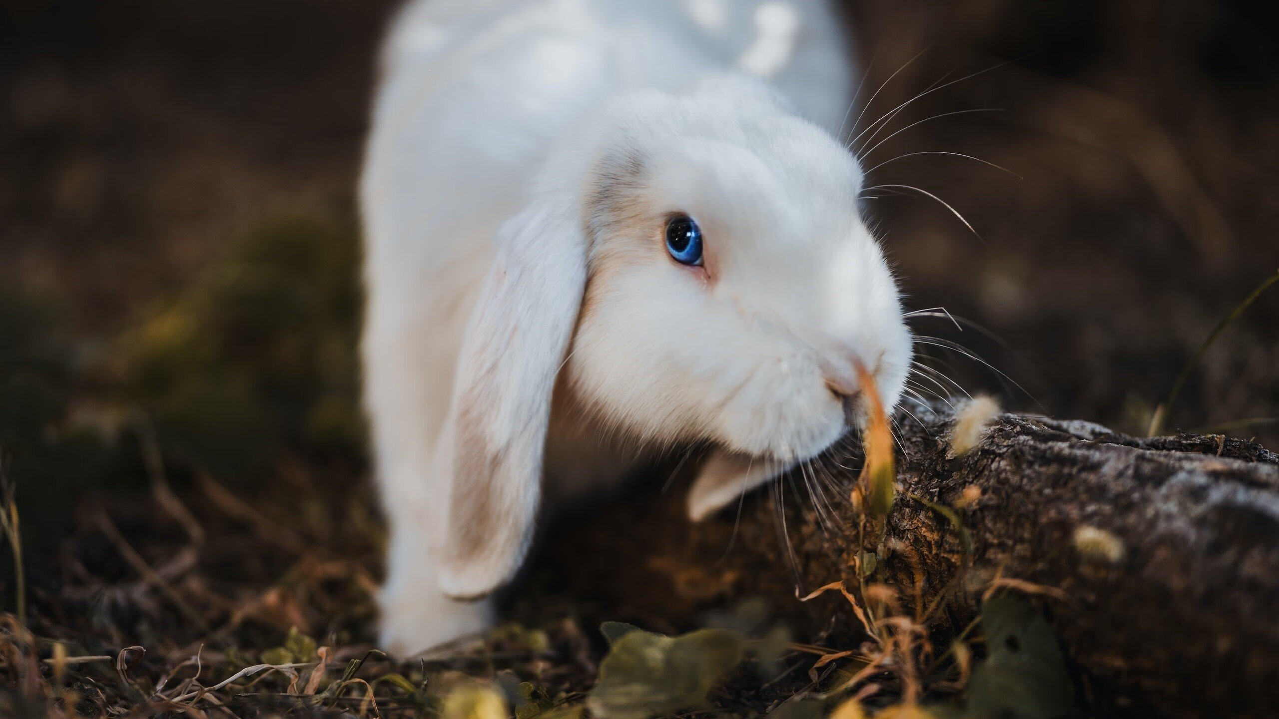 MILANSPORT下载-女子国家队优化三线衔接机制形成稳定梯队结构