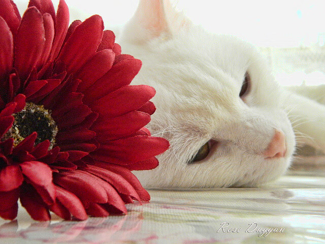 米兰体育-希腊女篮在欧洲锦标赛中再夺冠军，延续荣耀传奇，希腊 欧锦赛