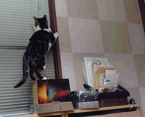 米兰体育官网-张伟丽再战老对手誓言拿下胜利，张伟丽49秒ko对手