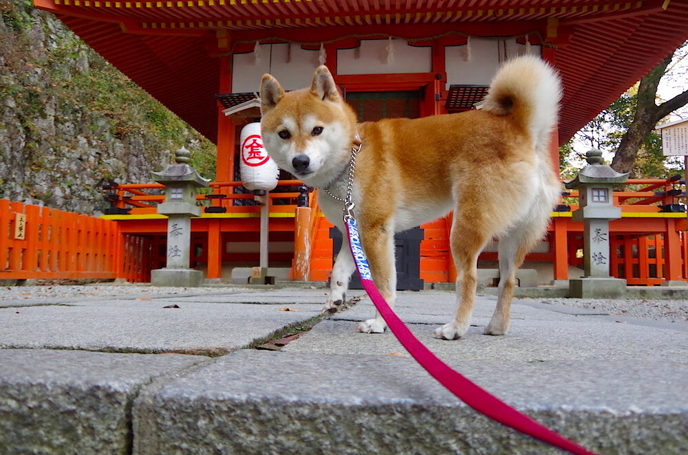 意甲精彩片段：每一次精彩都值得回味，意甲集锦视频