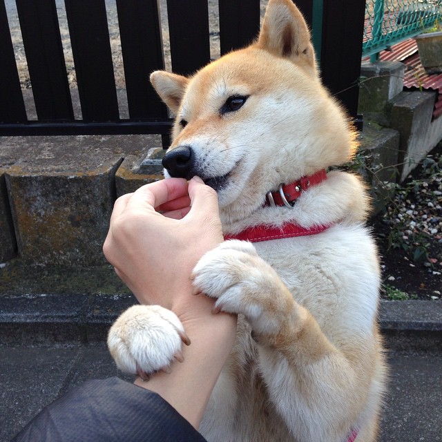 AC米兰-普劳德：节奏与反应决定胜负，普劳特假说