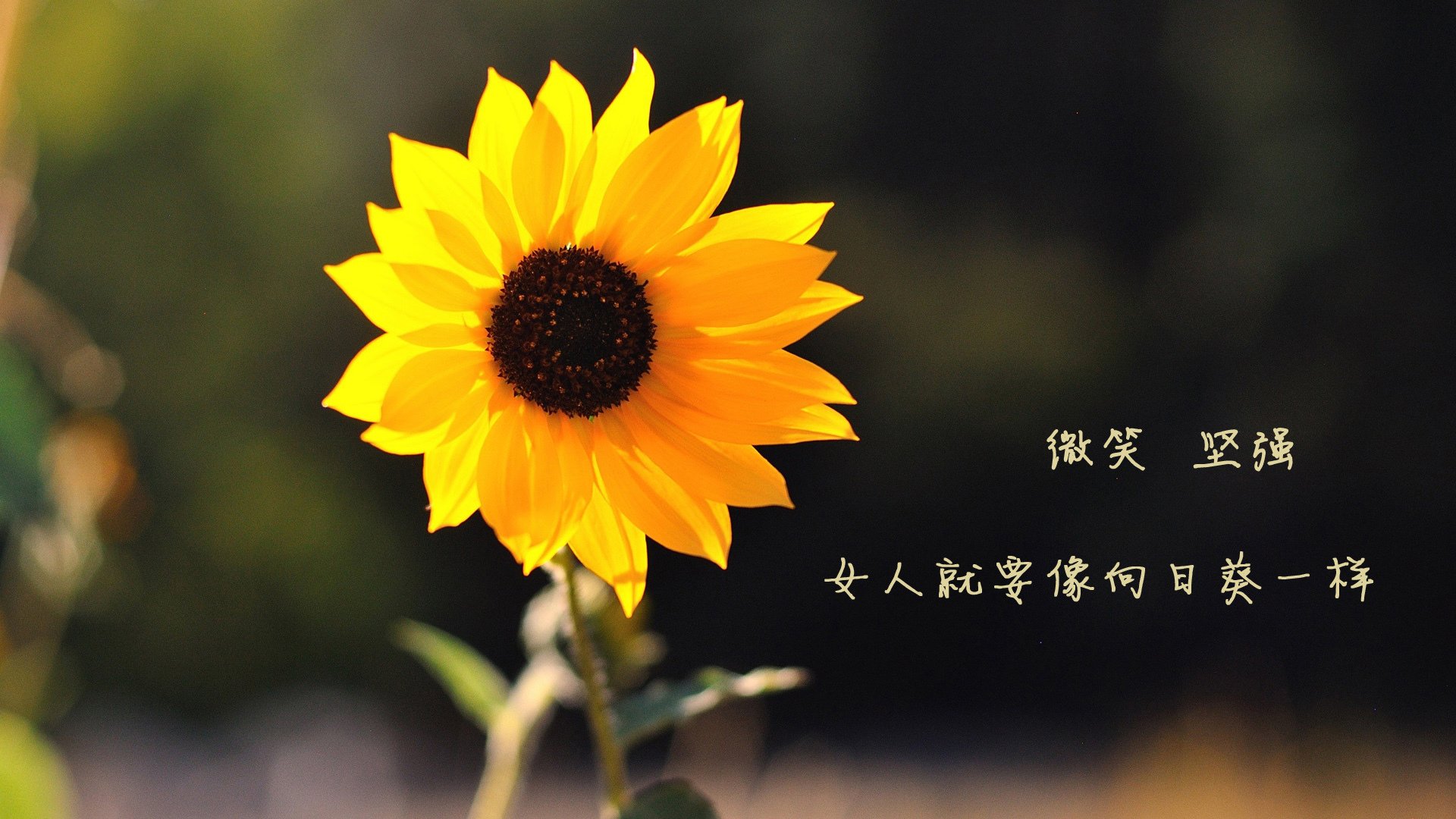 米兰体育-法甲未来之星:新秀崛起助力豪门!,法国足球未来新星