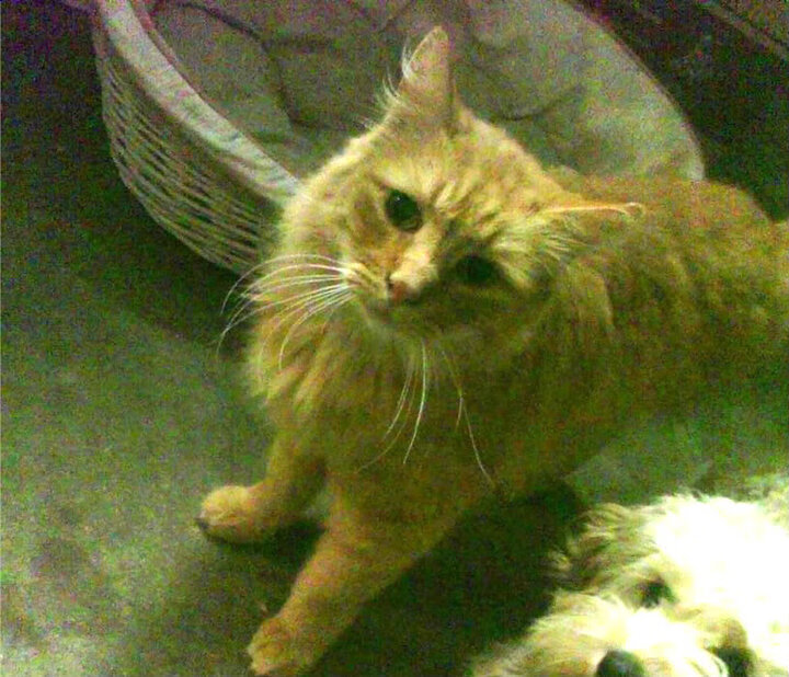 -美洲杯球场气候对比赛策略影响，美洲杯风格