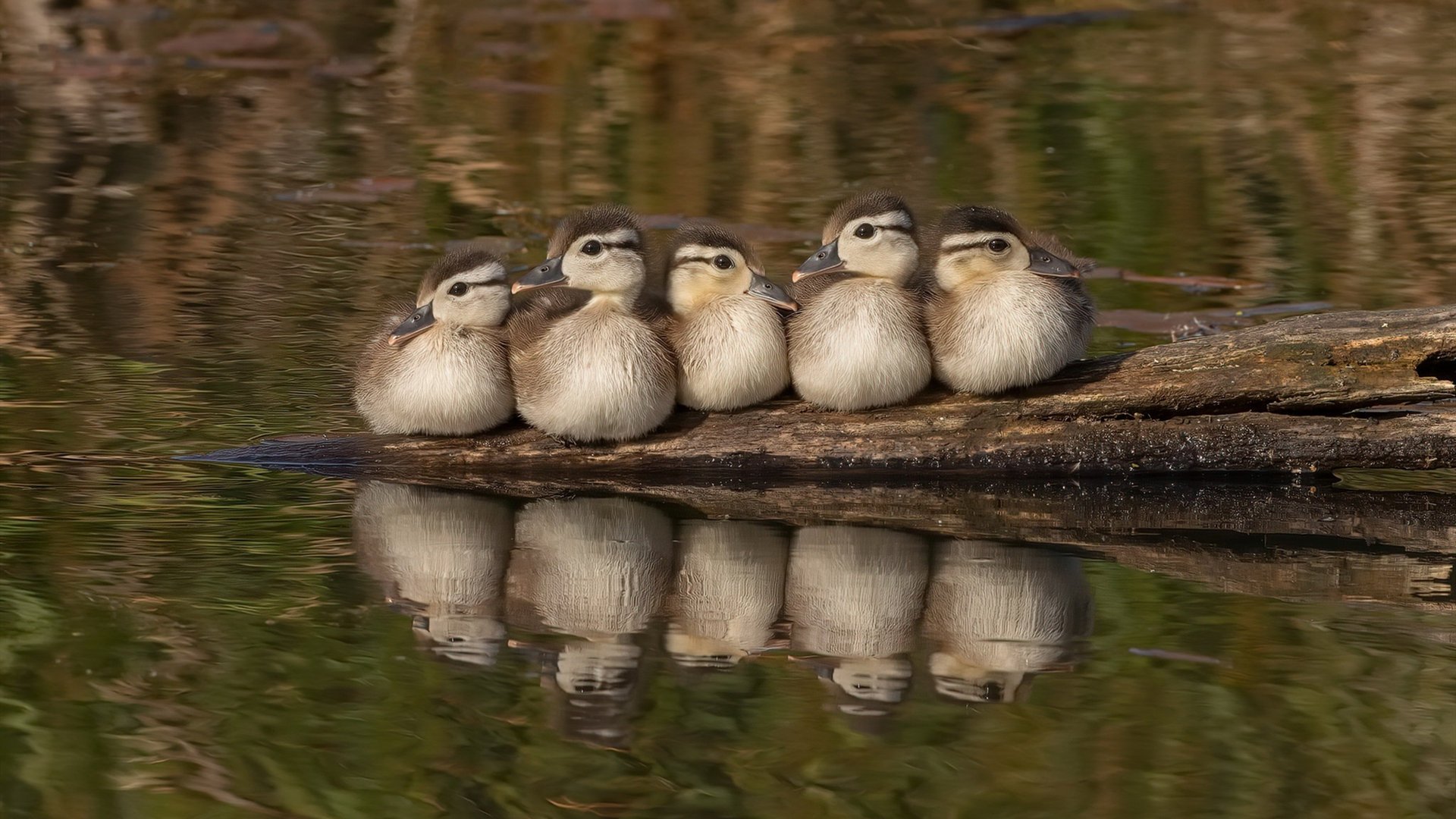 米兰登录入口-西亚卡姆抢断致胜猛龙教练战术奏效，西亚卡姆集锦