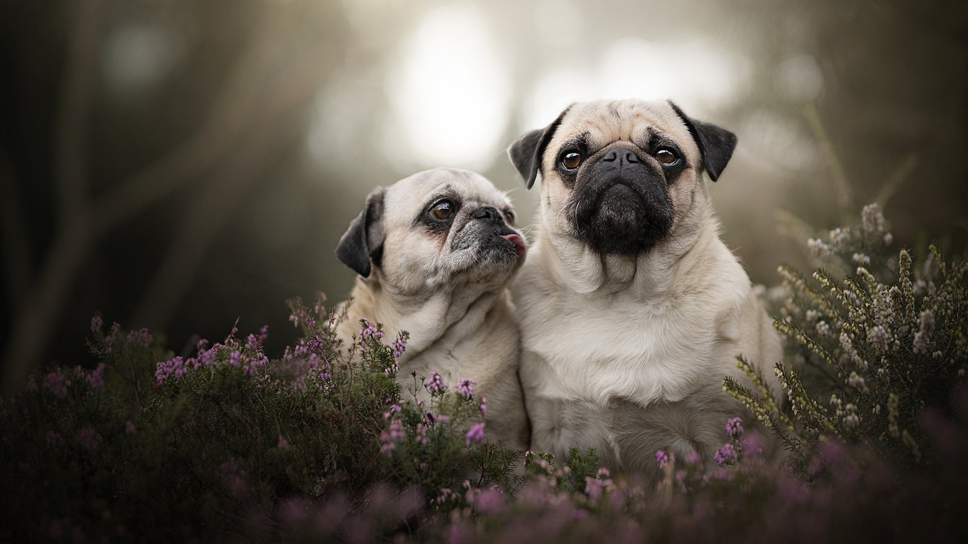 米兰登录入口-隆戈的冲击力让全黑队进攻节奏变得难以预测，隆的vskill