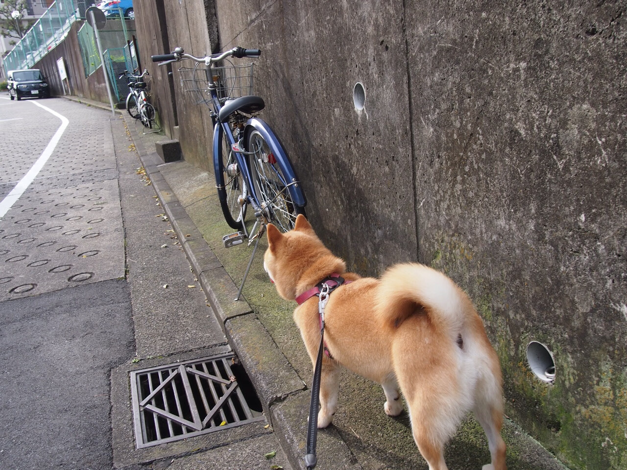 MILANSPORT下载-马克·阿特金森：无懈可击的突破能力助力南非队攻陷对手防线，阿特金森和麦克里兰