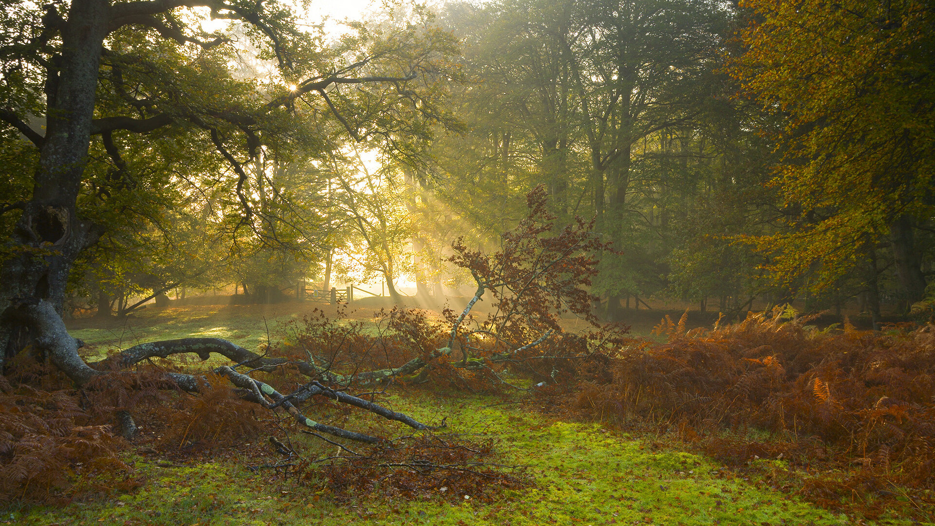 米兰登录入口-马拉维男篮在非洲锦标赛中扬眉吐气，历史性夺冠